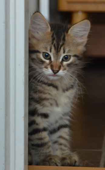 sibirisk kattunge Hektor