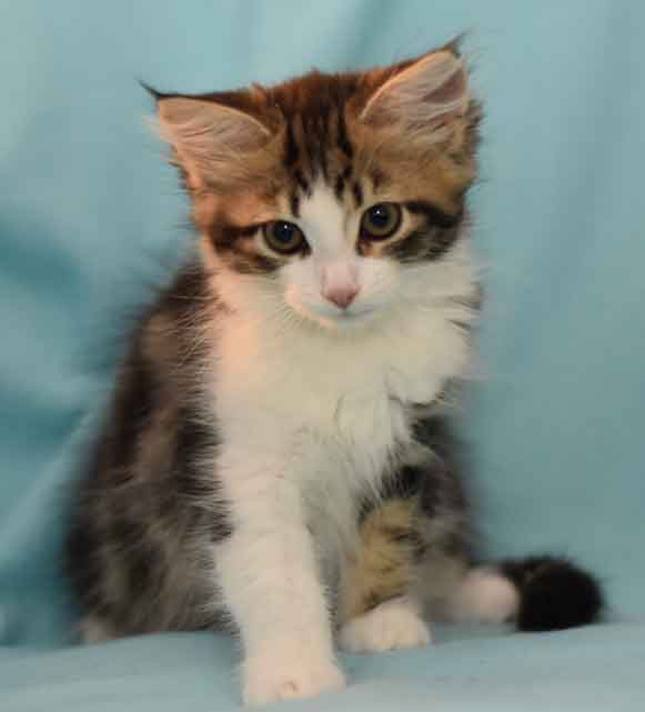 sibirisk kattunge Galina