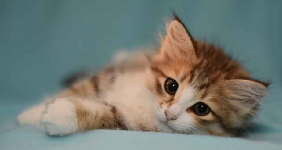 Sibirisk kattunge Galileo