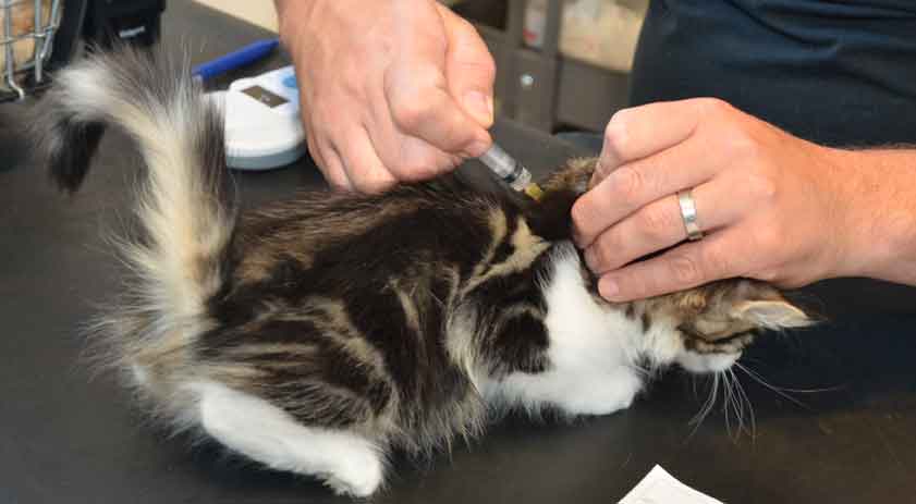 sibirisk kattunge Galina