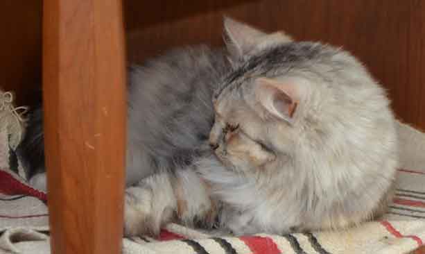 sibirisk katt Zinnie