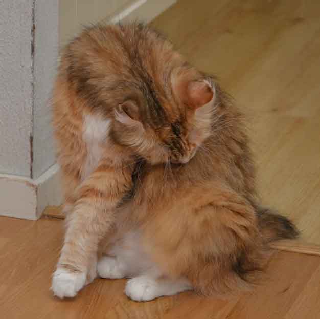 sibirisk katt Dani