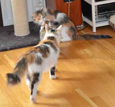 sibirisk katt Colbie o Tracie