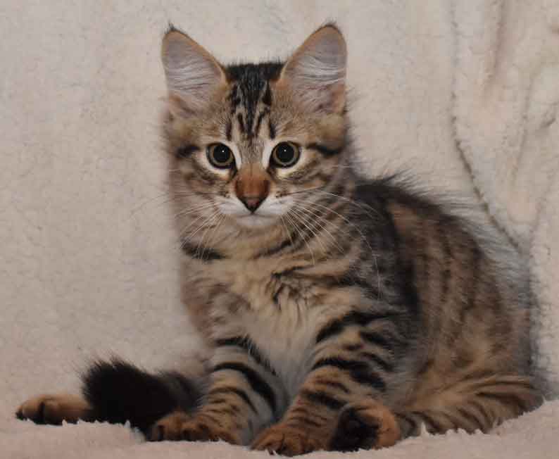 sibirisk kattungeHektor
