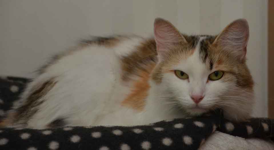 sibirisk katt Tracie