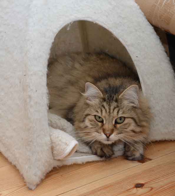 sibirisk katt Gabbie