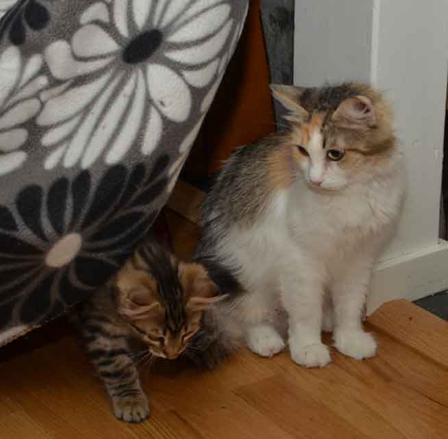 sibirisk katt Colbie o Hadar