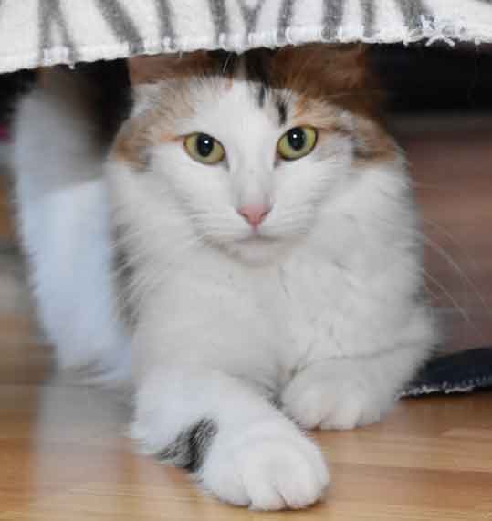 sibirisk katt Tracie