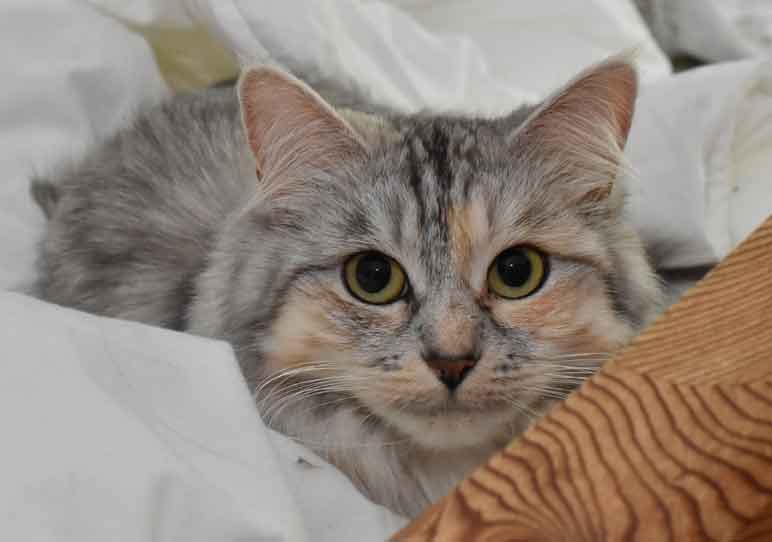sibirisk katt Zinnie