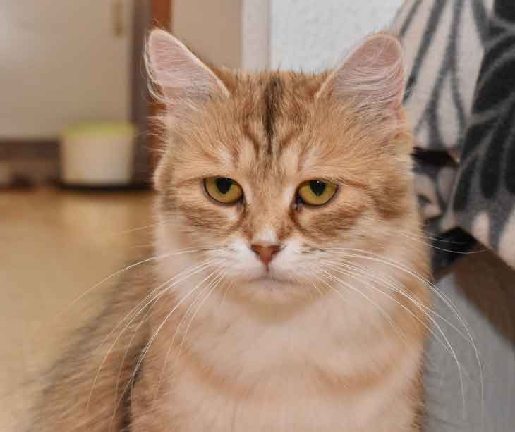 sibirisk katt Uni
