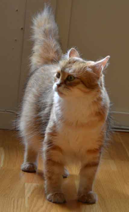 sibirisk katt Uni