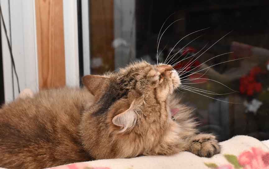 sibirisk katt Gabbie
