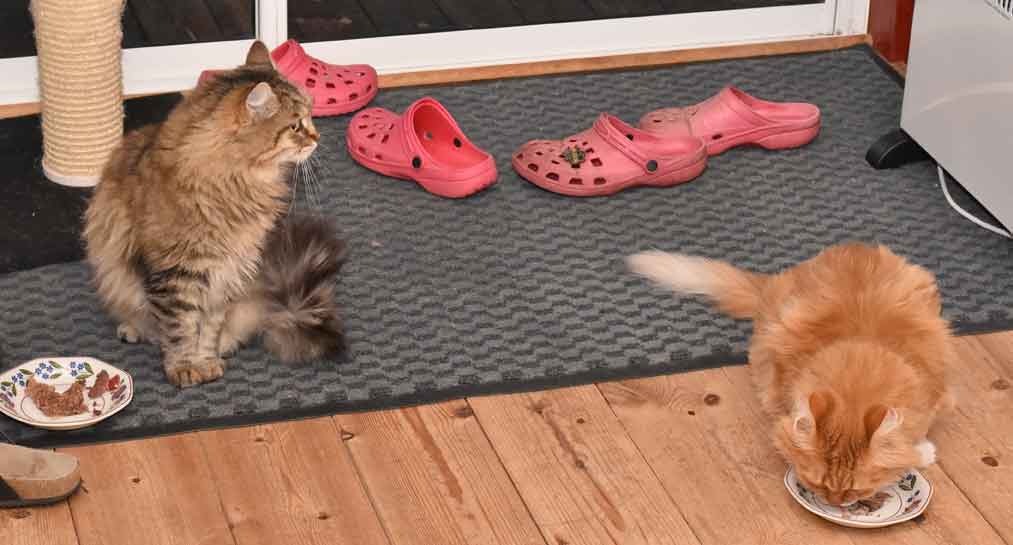 sibirisk katt Gabbie o Queeni