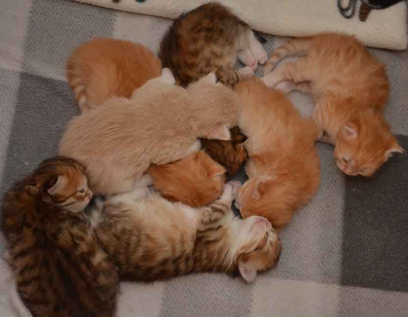 sibirisk kattungar Ii-kullen