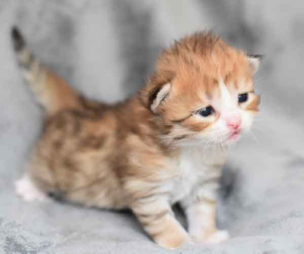 sibirisk kattunge Io