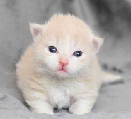 sibirisk kattunge Ikaros