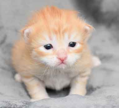 Sibirisk kattunge Irwin