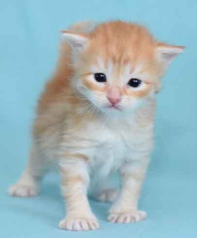 Sibirisk kattunge Irwin