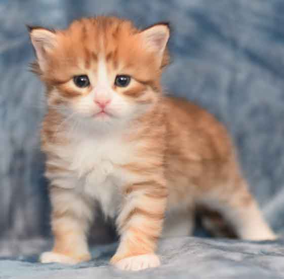 sibirisk kattunge Io