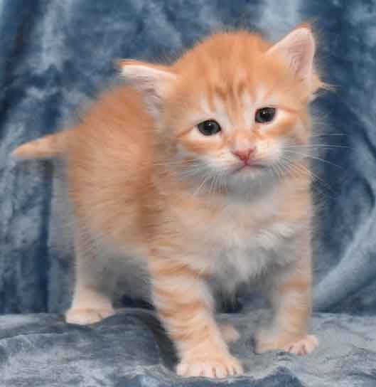sibirisk kattungar Irwin