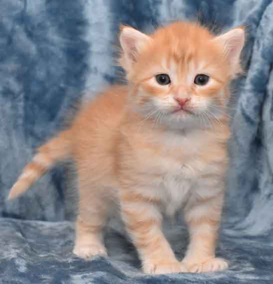 Sibirisk kattinge Irwin