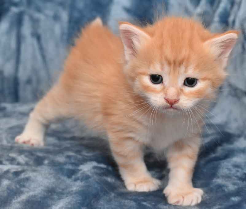 sibirisk kattunge Ian