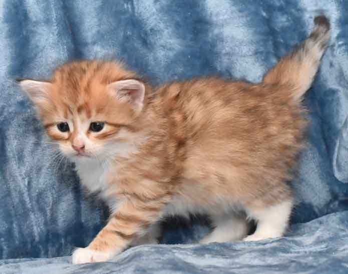 sibirisk kattunge Izu