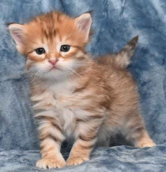 sibirisk kattunge Ilos