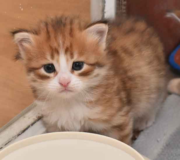 sibirisk kattunge Io