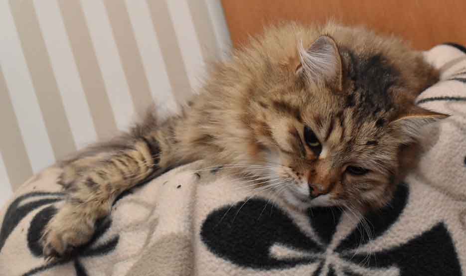 sibirisk katt Gabbie
