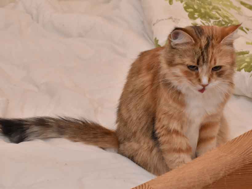 sibirisk katt Dani
