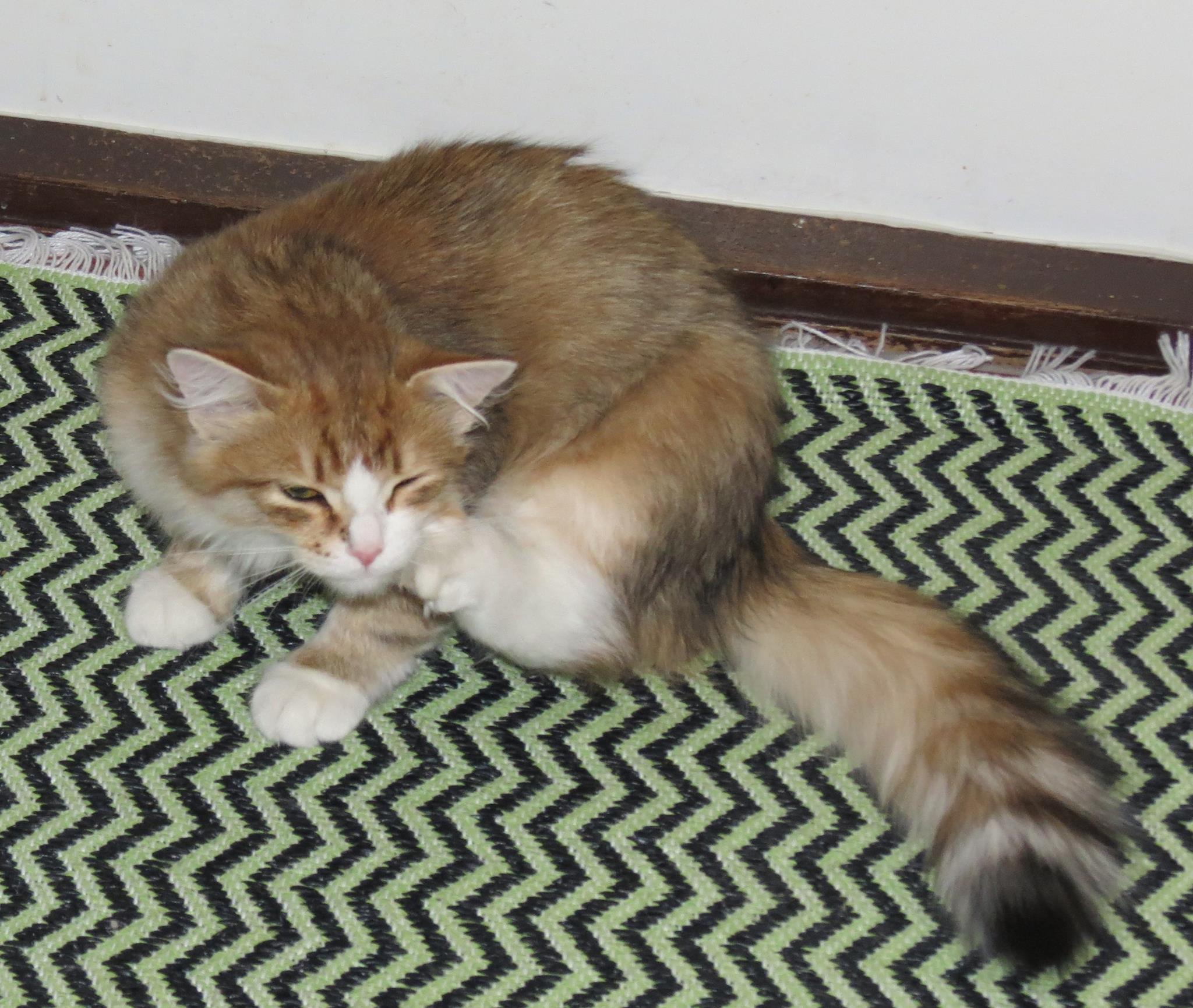Sibirisk katt Galileo