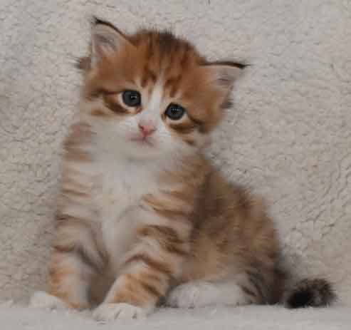 sibirisk kattunge Io