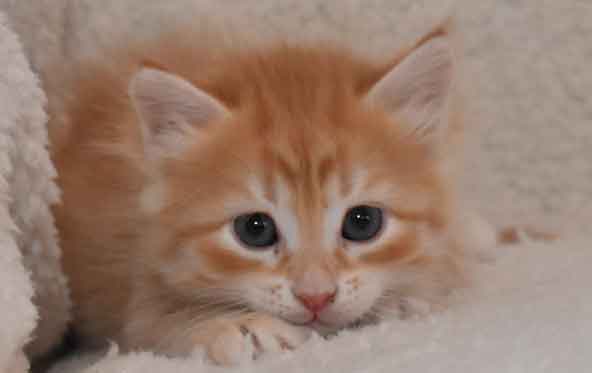 Sibirisk kattunge Irwin