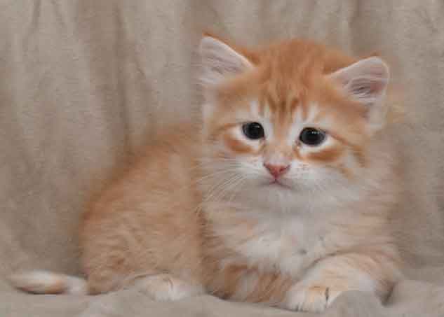 Sibirisk kattunge Irwin