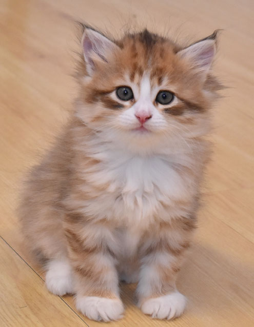sibirisk kattunge Io