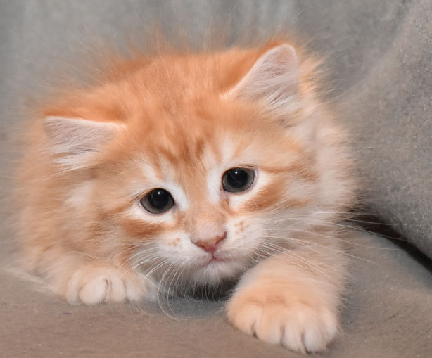 Sibirisk kattunge Irwin