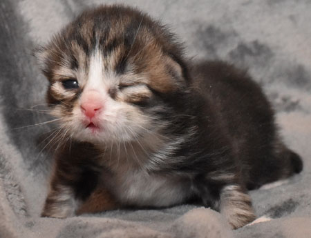 sibirisk kattunge James