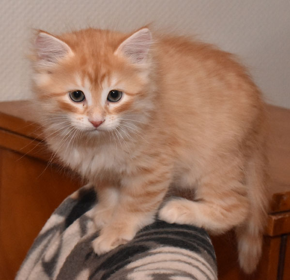 sibirisk kattunge Irwin