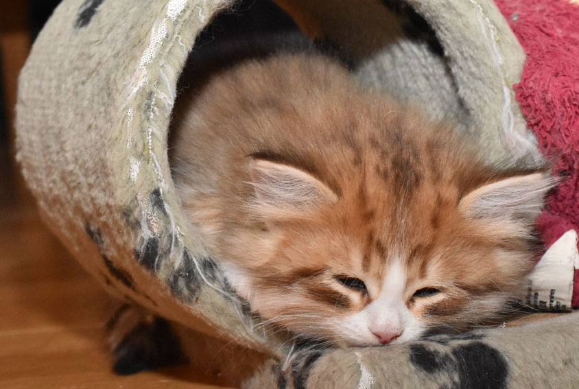 sibirisk kattunge Io