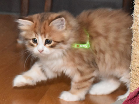 sibirisk kattunge Io