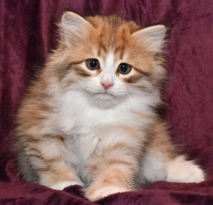 sibirisk kattunge Io