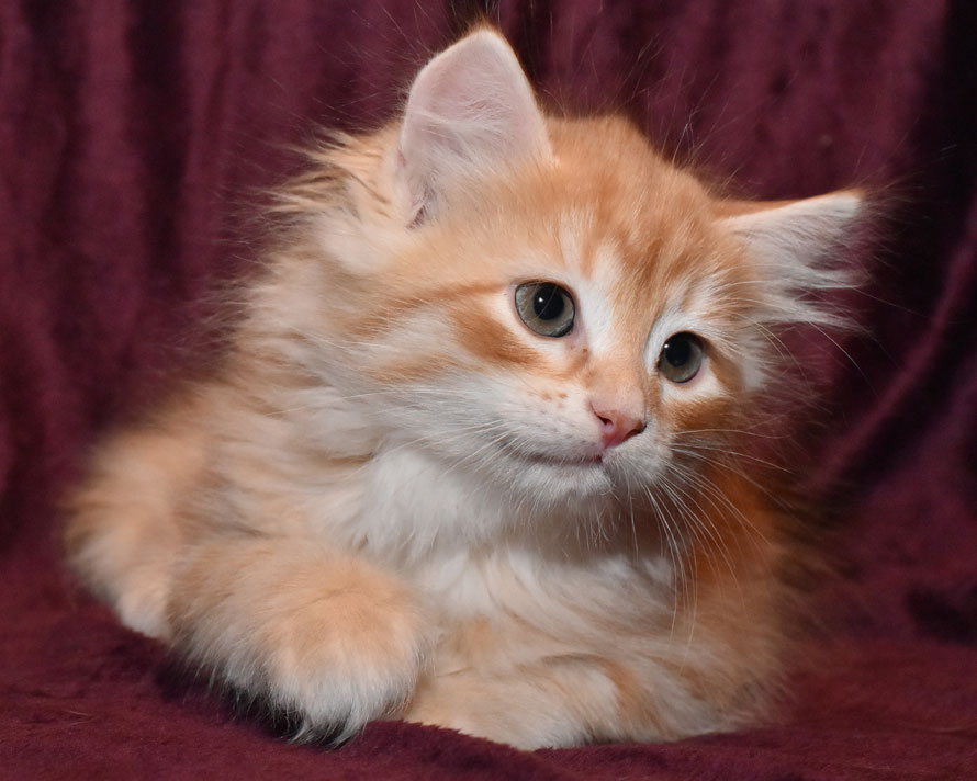 Sibirisk kattunge Irwin