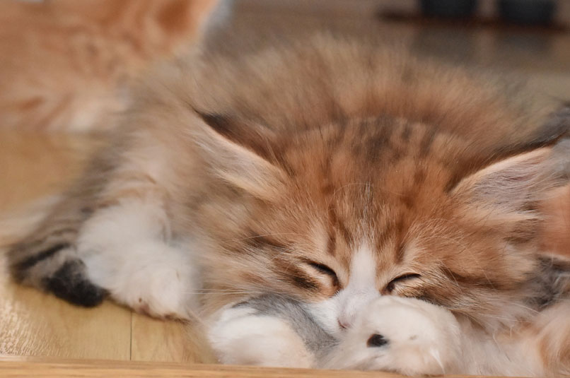 sibirisk kattunge Io