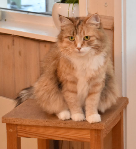 sibirisk katt Dani