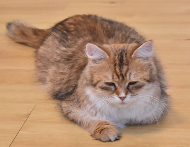 sibirisk katt Uni