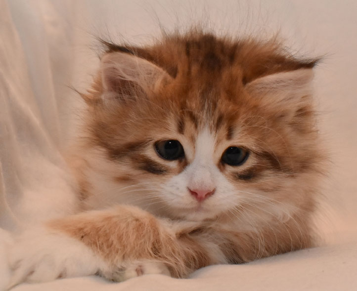 sibirisk kattunge Io