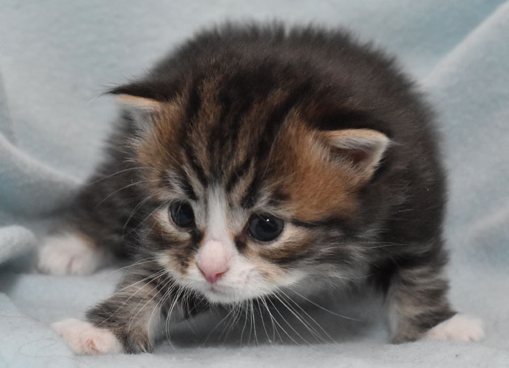 sibirisk kattunge James