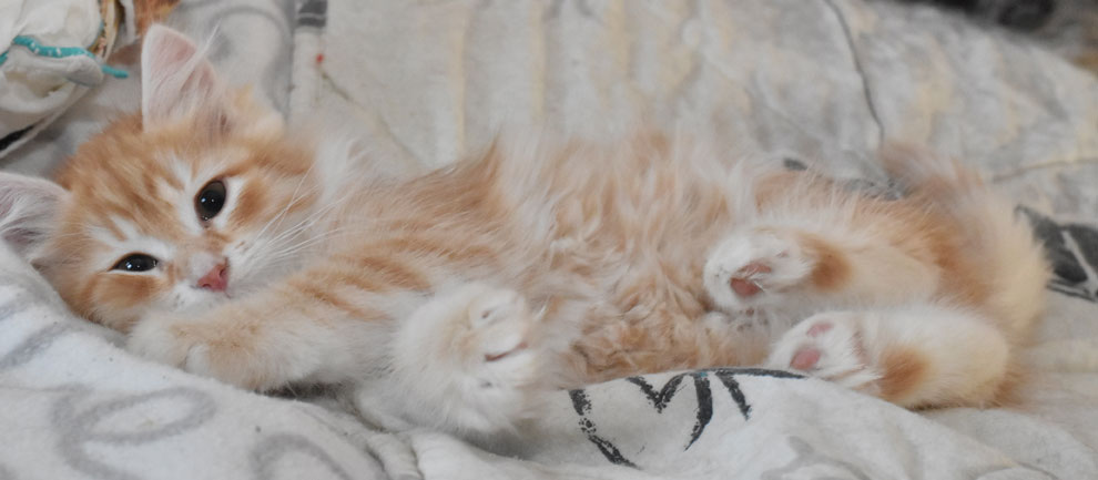 sibirisk kattunge Irwin