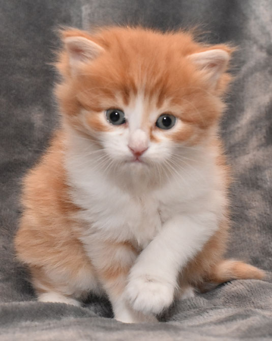 sibirisk kattunge Jessie